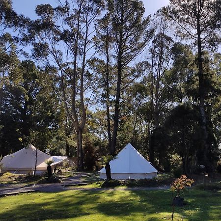 Glamping At Zeehan Bush Camp Exterior foto